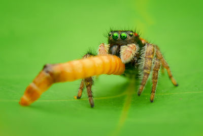 Close-up of spider on leaf