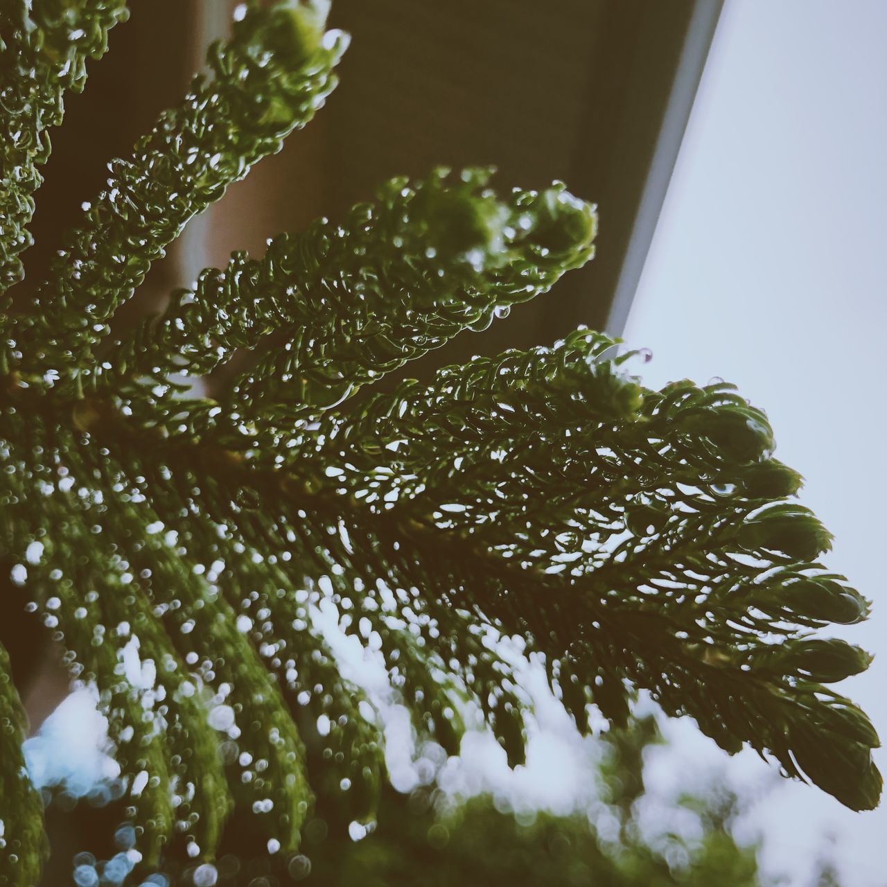 CLOSE-UP OF WET PLANTS ON FLOOR