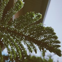 Close-up of wet plant