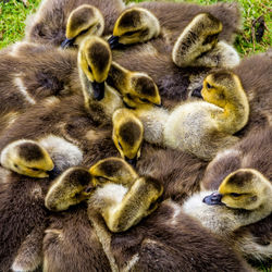 Close-up of baby ducks