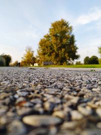 Surface level of road amidst trees against sky