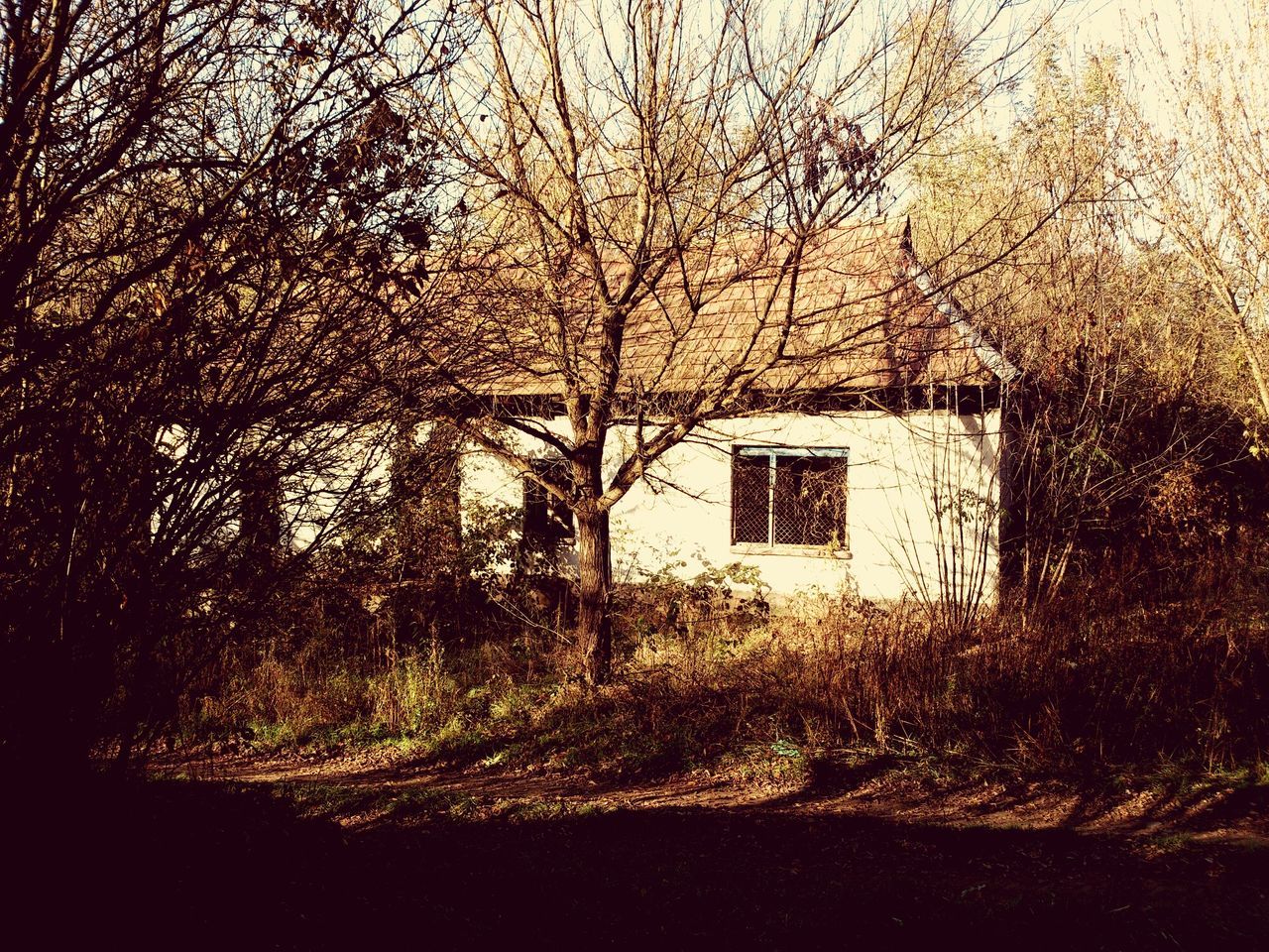 architecture, built structure, building exterior, house, window, abandoned, tree, old, residential structure, damaged, obsolete, bare tree, door, day, run-down, residential building, wall - building feature, no people, deterioration, weathered