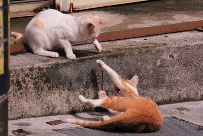Two kittens playing on steps