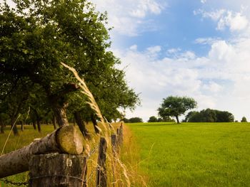 Trees on field against sky