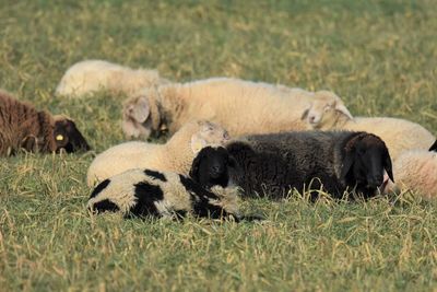 Sheep in a field