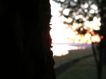 Close-up of tree on field against sky at sunset