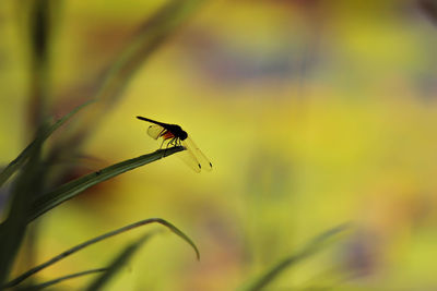 Close-up of insect