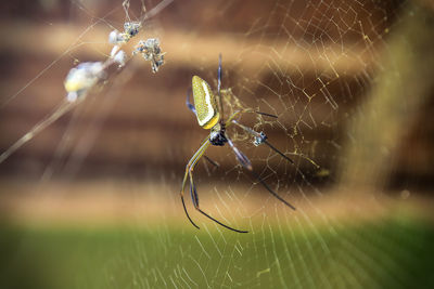 Close-up of spider on web