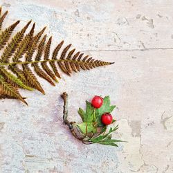 Autumnal fern and berries. overhead view.