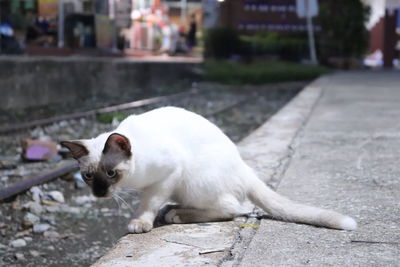 View of a cat on footpath