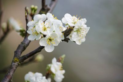 Close-up of white plum blossom tree