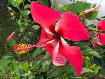 Close-up of red hibiscus blooming outdoors