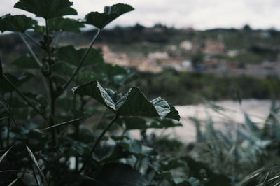 Close-up of green plant against blurred background