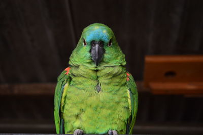 Close-up of parrot perching on leaf