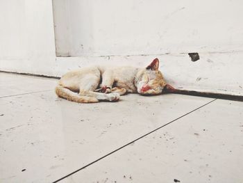 Cat sleeping on tiled floor