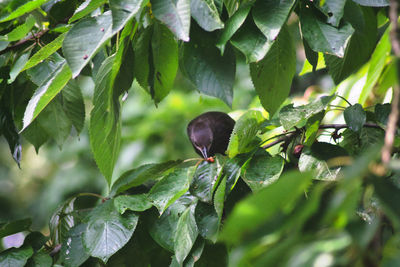 Close-up of a blackbird perching on a cherry tree
