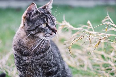 Close-up of a cat looking away