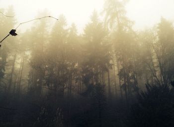 Trees in foggy weather