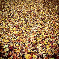 Full frame shot of autumn leaves