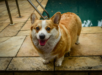 Portrait of dog standing on floor