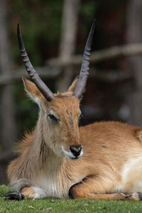 Close-up of deer lying on grass