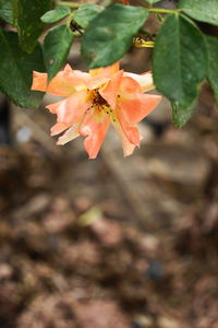 Close-up of orange flowering plant