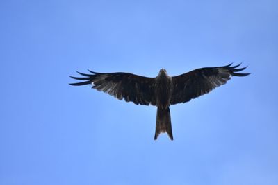 Low angle view of eagle flying in sky