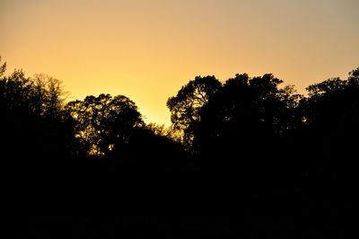 Silhouette of trees at sunset