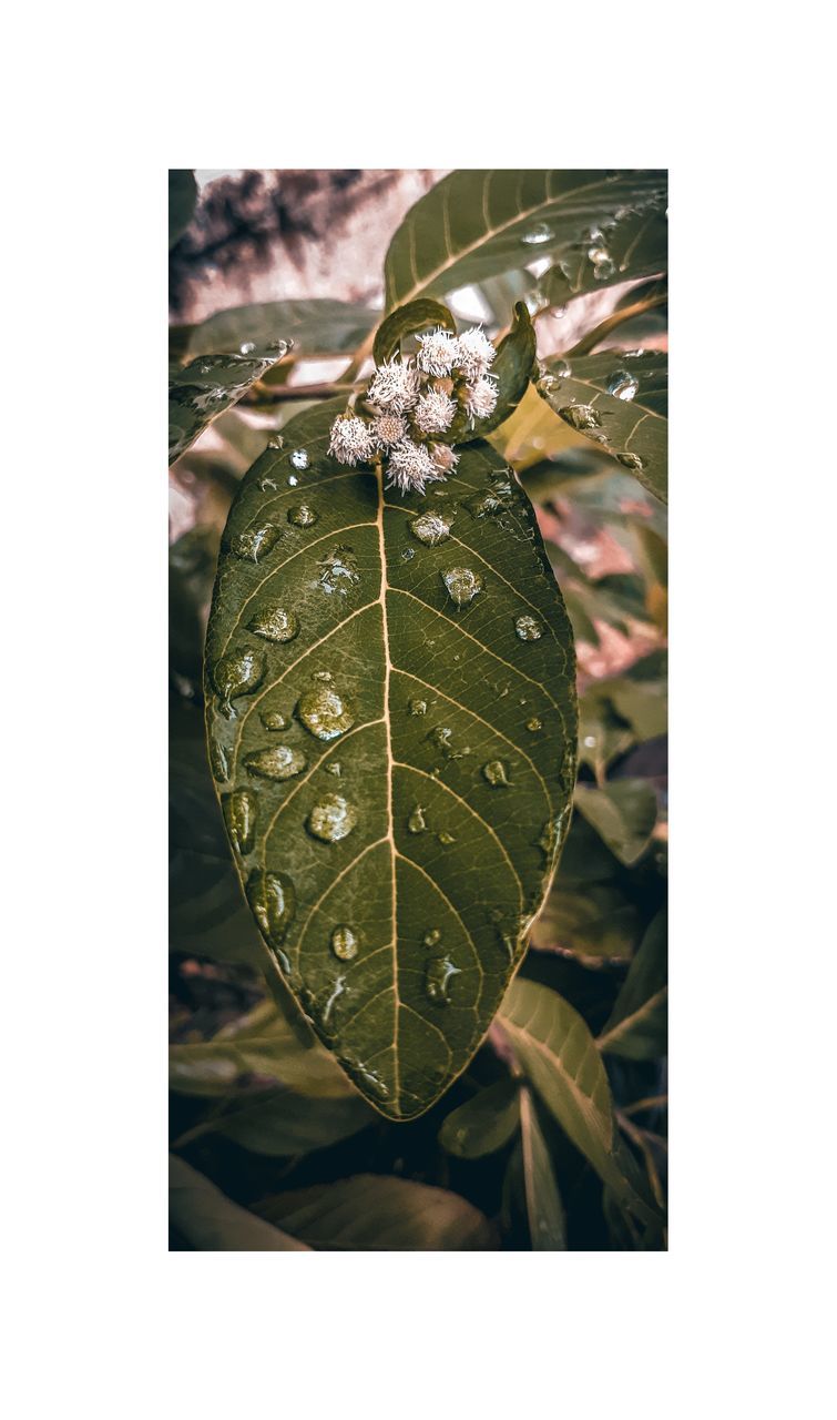 HIGH ANGLE VIEW OF DEW DROPS ON PLANT LEAVES