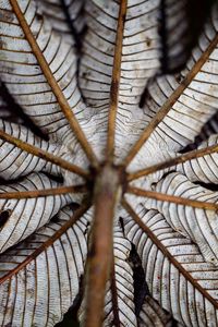 Close up of patterns and symmetry in nature, costa rica.