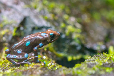 Close-up of fish underwater