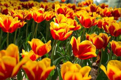 Close-up of yellow tulips on field