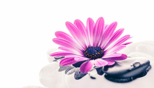 Close-up of pink flower against white background