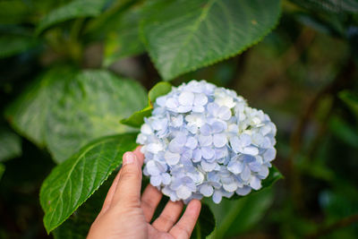 Close-up of human hand touching purple hydrangea flowers in park