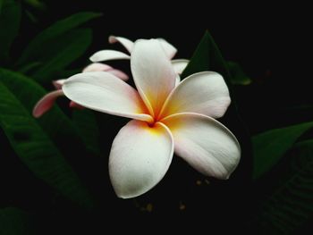 Close-up of frangipani blooming against black background