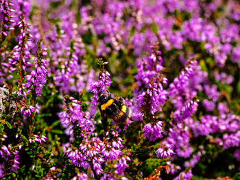 Bee pollinating on purple flowering plant