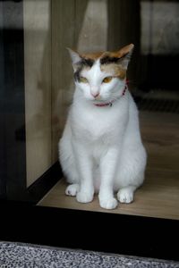 Cat sitting on table