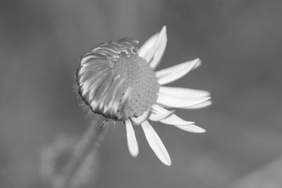 Close-up of flowering plant