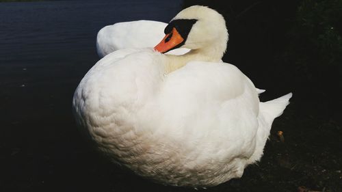 Close-up of swan