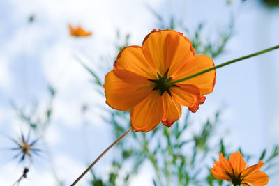 Low angle view of orange cosmos flower