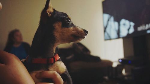 Close-up of person holding dog at home