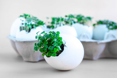 Fresh arugula green sprouts in egg shells in carton box on brown background.