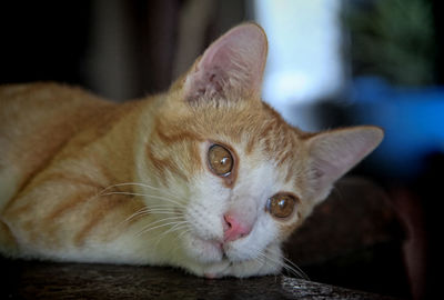 Close-up portrait of a cat