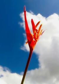 Low angle view of red flower against sky
