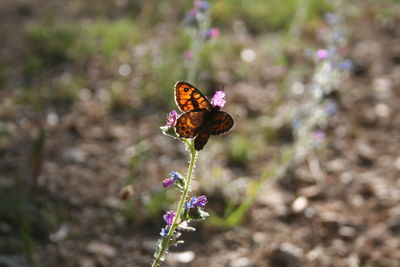 Close-up of butterfly pollinating on flower
