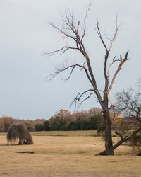 Bare tree on field against sky