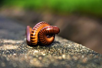 Close-up of centipede on rock