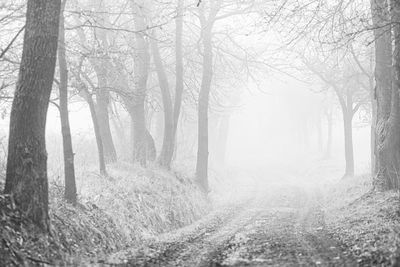 Trees in forest during foggy weather