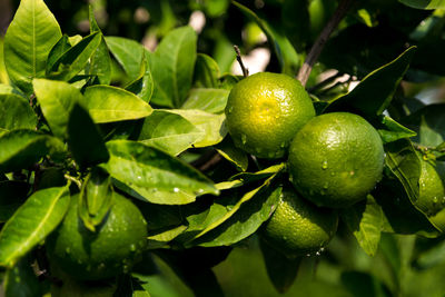 Close-up of fresh green plant