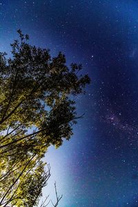 Low angle view of trees against sky at night